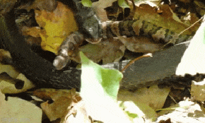 Video: Rắn lục độc quay đầu cắn ngập răng kẻ ăn thịt mình, liệu rắn Racer đen có chiến thắng?