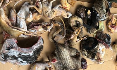 Lâm Đồng: Phát hiện hàng loạt xác thú rừng trong 3 chiếc tủ cấp đông