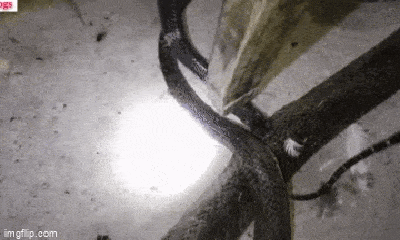 Video: Rắn hổ mang chúa bị sát hại trong chuồng gà, thủ phạm lộ diện khiến ai cũng bàng hoàng