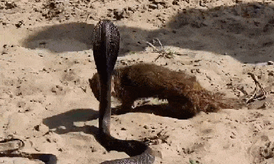 Video: Tung cú cắn chí mạng giết chết rắn hổ mang đen, cầy Mangut nhận cái kết bi thảm