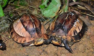 Vụ cặp rùa quý hiếm 