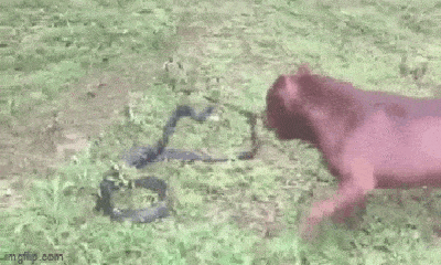 Video: Chó Pitbull điên cuống cắn, quăng quật rắn hổ mang chúa