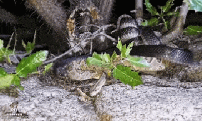 Video: Đụng độ rắn Musurana, rắn đuôi chuông cực độc nhận cái kết thảm