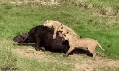 Video: Đối đầu với 3 con sư tử đói, trâu rừng nhận ngay 