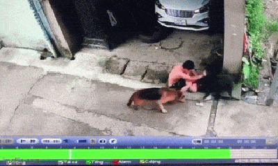 Video: Bé gái bị 2 con chó lao vào cắn xé, người bố liều mạng giải cứu khiến ai cũng 