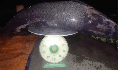 Bắt được cá trắm đen nặng 52kg, dài gần 1m ở hồ Thác Bà, Yên Bái