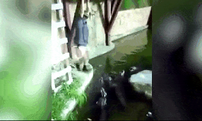 Video-Hot - Clip: Đang đu dây thừng, người đàn ông bất ngờ rơi xuống hồ cá sấu