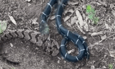 Video: Rắn vua giết chết, nuốt chửng rắn đuôi chuông 