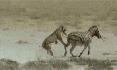 Video: Bị sư tử ngoạm cổ, ngựa vằn tung cú đá 