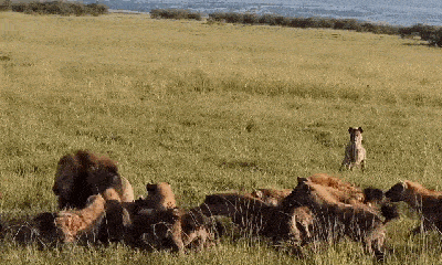Video: Bị 20 linh cẩu háu đói tấn công, sư tử đực có màn 
