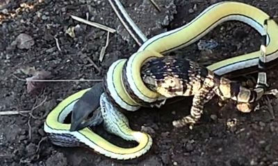 Video: Màn đại chiến kinh hoàng giữa thằn lằn và rắn độc