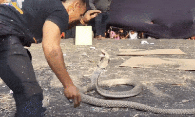Video-Hot - Video: Bắt rắn hổ mang bằng tay không, người đàn ông Indonesia nhận 