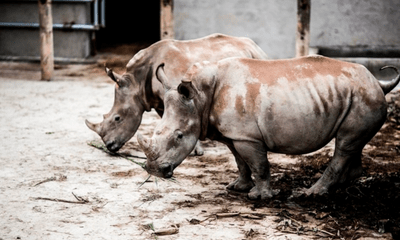 Vụ 6 con tê giác chết tại khu sinh thái ở Nghệ An: Mua từ nước ngoài, giá 5 tỷ/con