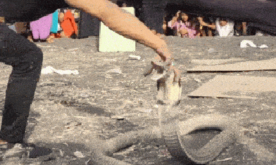 Video: Trêu ghẹo rắn hổ mang chúa, chuyên gia bắt rắn nhận kết đắng