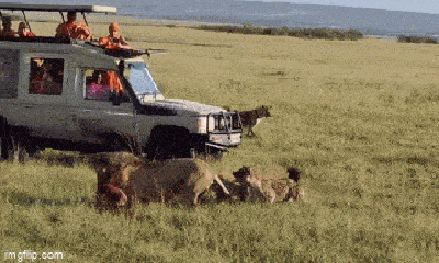 Video: Sư tử đơn độc chiến đấu với 30 con linh cẩu khát máu và cái kết