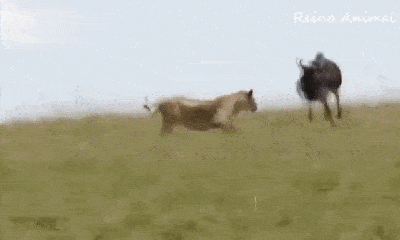 Video: Trâu rừng, linh dương đầu bò cả gan chống lại 