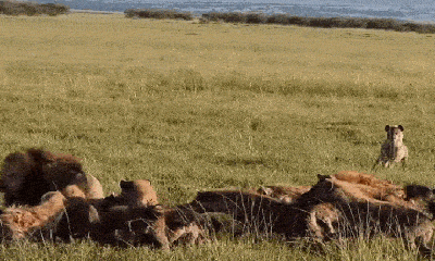 Video: Lợn rừng đơn độc chiến đấu với 5 con linh cẩu 