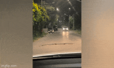 Video: Trăn dài 3m nằm giữa đường ở Thái Lan, xe ô tô 
