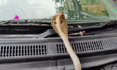 Video: Tài xế rùng mình phát hiện rắn hổ mang ẩn nấp trong xe