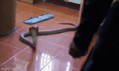 Video: Chủ nhà hoảng hồn thấy rắn hổ mang chúa cực độc trong phòng khách