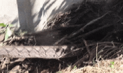 Video: Vây bắt trăn khổng lồ dài 4,5 m, nặng 40kg
