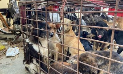 Phá đường dây trộm khoảng 1.000 con chó, mèo ở Bình Thuận: Lộ thủ đoạn của nhóm 