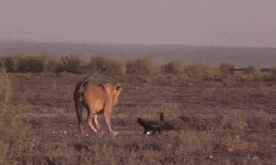 Video-Hot - Video: Lửng mật kiên cường đối đầu sư tử, khiến kẻ địch tháo chạy