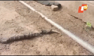 Video: Kinh hãi cảnh rắn hổ mang chúa khổng lồ ăn thịt trăn