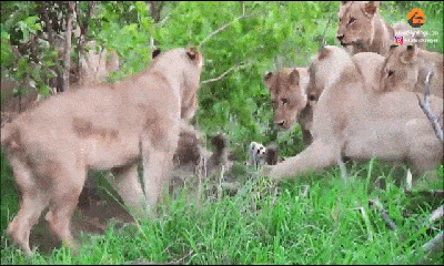 Video: Báo hoa mai đơn độc tử chiến với 12 con sư tử và cái kết bất ngờ sau 30 phút