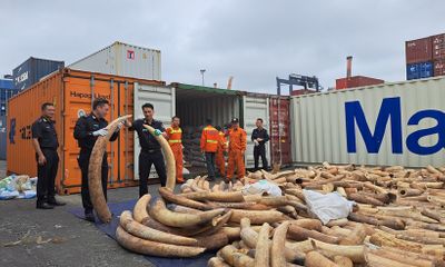 An ninh - Hình sự - Vụ khoảng 7 tấn ngà voi nhập lậu từ châu Phi về Hải Phòng: Lộ thủ đoạn tinh vi