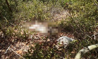 Vụ thi thể nữ giới giữa rừng ở Bình Thuận: Tử thi mất 2 xương bàn tay, bàn chân