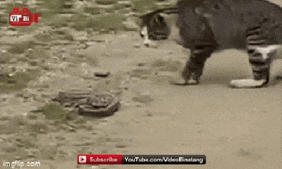 Video: Trận giao chiến sống còn giữa mèo và rắn