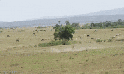 Video-Hot - Clip: Mải húc nhau, linh dương đực bị báo săn sát hại