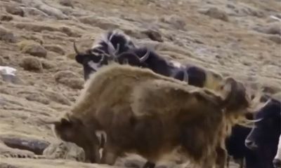 Clip: Bò Tây Tạng tử chiến với báo tuyết để bảo vệ con