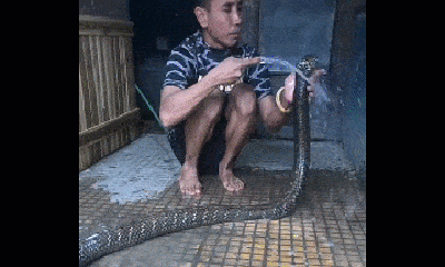 Clip: Kinh hãi cảnh người đàn ông dùng xà bông tắm cho rắn hổ mang chúa