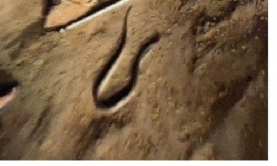 Video-Hot - Video: Người đàn ông bị rắn hổ mang chúa phun nọc độc vào mắt