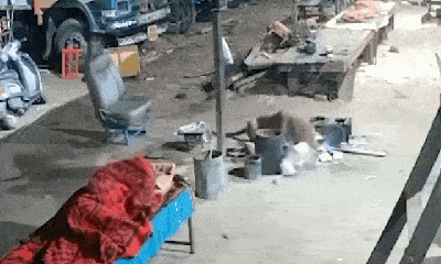 Video: Rùng mình khoảnh khắc báo hoa mai cắn cổ chó nhà ở Ấn Độ
