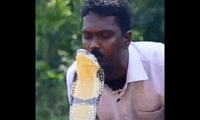 Video-Hot - Video: Rùng mình cảnh người đàn ông Ấn Độ liều lĩnh hôn lên đầu rắn hổ mang chúa