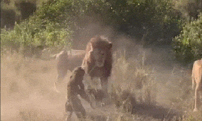 Video: Liều lĩnh săn mồi trong lãnh thổ của sư tử, báo hoa mai nhận cái kết đắng