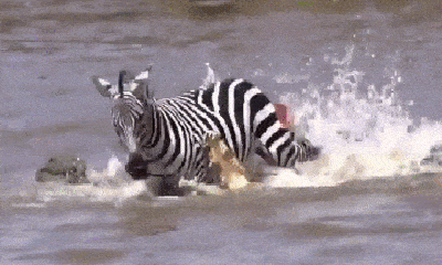 Video: Bị cá sấu tấn công, ngựa vằn tung đòn cắn trả rồi trốn thoát ngoạn mục