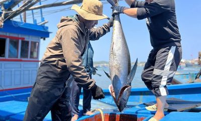 Tin thời sự nóng mới nhất ngày 29/2: Ngư dân Quảng Ngãi trúng đậm vụ cá ngừ đầu năm