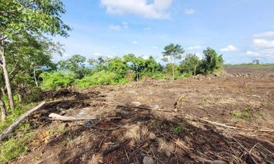 Tin thời sự nóng mới nhất ngày 1/3: Xác định đối tượng hủy hoại rừng đầu nguồn để trồng mía ở Gia Lai
