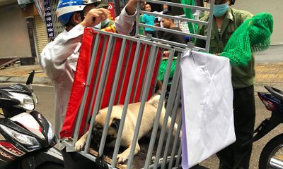 Tin thời sự nóng mới nhất ngày 5/3: Hà Nội yêu cầu tăng cường hoạt động các đội bắt chó thả rông để phòng bệnh dại