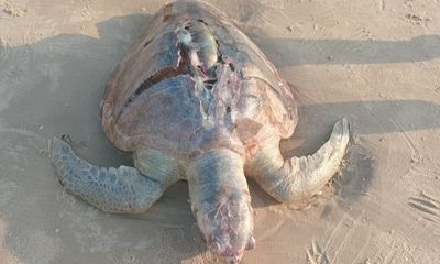 Tin thời sự nóng mới nhất ngày 22/3: Xác rùa dạt vào bờ biển Vũng Tàu
