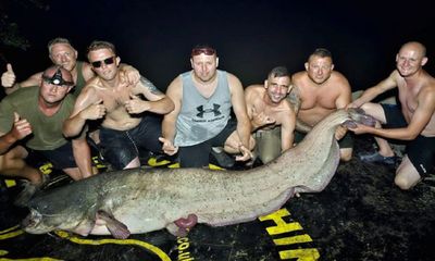 Bắt được cá trê khổng lồ, nặng hơn 100kg