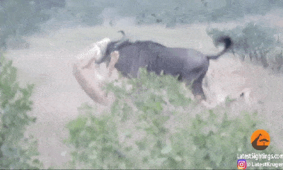 Video: Bị 2 con sư tử ghì chặt xuống đất, linh dương đầu bò phản công hất tung kẻ thù lên trời