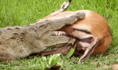 Video: Nằm gọn trong miệng cá sấu, linh dương impala vẫn thoát chết khó tin vì điều này