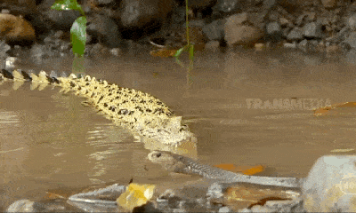Video: Hổ mang chúa đụng độ cá sấu dưới nước, bên nào sẽ chiến thắng?