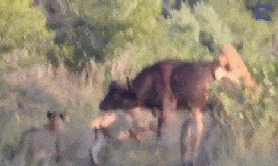 Video: Bị 7 con sư tử lao vào cắn xé suốt một giờ đồng hồ, trâu rừng bất ngờ chạy thoát nhờ điều này
