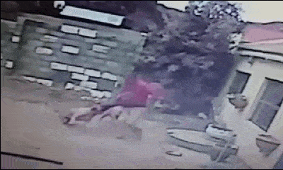 Video: Tên trộm đen đủi bị 2 chó dữ lao ra cắn xé kinh hoàng và cái kết